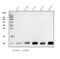 Cytochrome C Oxidase Subunit 8A antibody, A12782-1, Boster Biological Technology, Western Blot image 