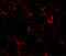 NK2 Homeobox 1 antibody, 6741, ProSci, Immunofluorescence image 