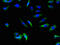 Solute carrier family 22 member 17 antibody, CSB-PA823881LA01HU, Cusabio, Immunofluorescence image 