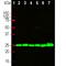 Ubiquitin C-Terminal Hydrolase L1 antibody, M01018-3, Boster Biological Technology, Western Blot image 