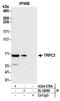 Short transient receptor potential channel 3 antibody, A304-379A, Bethyl Labs, Immunoprecipitation image 