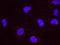 Replication Protein A2 antibody, NBP1-23017, Novus Biologicals, Proximity Ligation Assay image 