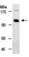 hMCS antibody, orb67220, Biorbyt, Western Blot image 