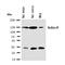 Prostaglandin E Receptor 1 antibody, orb76097, Biorbyt, Western Blot image 