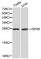 Epididymal secretory glutathione peroxidase antibody, PA5-37309, Invitrogen Antibodies, Western Blot image 