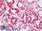 Centrosomal Protein 152 antibody, LS-B10513, Lifespan Biosciences, Immunohistochemistry frozen image 