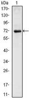 Homeobox protein Nkx-2.5 antibody, AM06367PU-N, Origene, Western Blot image 