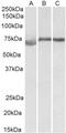 Cyclin D Binding Myb Like Transcription Factor 1 antibody, NBP2-26208, Novus Biologicals, Western Blot image 