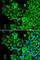 HCK Proto-Oncogene, Src Family Tyrosine Kinase antibody, A2083, ABclonal Technology, Immunofluorescence image 