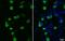 V5 epitope tag antibody, NBP2-43626, Novus Biologicals, Immunofluorescence image 