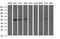 POU Class 5 Homeobox 1B antibody, NBP2-45376, Novus Biologicals, Western Blot image 