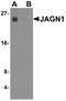 Jagunal Homolog 1 antibody, PA5-72883, Invitrogen Antibodies, Western Blot image 