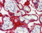 Transglutaminase 2 antibody, ARP47471_P050, Aviva Systems Biology, Immunohistochemistry frozen image 