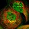 Zinc Finger Protein 18 antibody, HPA006144, Atlas Antibodies, Immunofluorescence image 