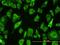 Par-6 Family Cell Polarity Regulator Beta antibody, H00084612-M01, Novus Biologicals, Immunocytochemistry image 