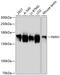 Formin-1 antibody, 14-814, ProSci, Western Blot image 