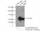 ATPase H+ Transporting V1 Subunit B2 antibody, 15097-1-AP, Proteintech Group, Immunoprecipitation image 