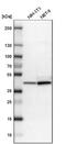 Zebrin II antibody, NBP1-90954, Novus Biologicals, Western Blot image 