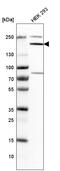 Synaptojanin 1 antibody, HPA011916, Atlas Antibodies, Western Blot image 