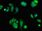 Eukaryotic translation initiation factor 4E transporter antibody, CSB-PA873633LA01HU, Cusabio, Immunofluorescence image 