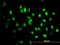 Cohesin subunit SA-2 antibody, orb94684, Biorbyt, Immunofluorescence image 