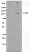 ERCC Excision Repair 4, Endonuclease Catalytic Subunit antibody, TA347507, Origene, Western Blot image 
