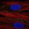 Solute carrier family 13 member 3 antibody, NBP2-68586, Novus Biologicals, Immunofluorescence image 