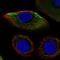 Keratin-17 antibody, HPA045062, Atlas Antibodies, Immunofluorescence image 