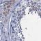 Sciellin antibody, NBP1-82137, Novus Biologicals, Immunohistochemistry paraffin image 