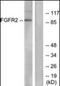 Fibroblast Growth Factor Receptor 2 antibody, orb94992, Biorbyt, Western Blot image 