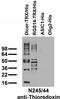 ADF antibody, 75-258, Antibodies Incorporated, Western Blot image 