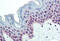 Poly(ADP-Ribose) Polymerase 1 antibody, MBS246444, MyBioSource, Immunohistochemistry frozen image 