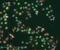 High Mobility Group AT-Hook 2 antibody, ab97276, Abcam, Immunofluorescence image 