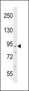 Protein Phosphatase 1 Regulatory Subunit 9B antibody, 58-583, ProSci, Western Blot image 