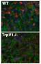 Transient Receptor Potential Cation Channel Subfamily V Member 1 antibody, 73-255, Antibodies Incorporated, Immunofluorescence image 