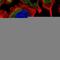 NADH:Ubiquinone Oxidoreductase Subunit A7 antibody, HPA059251, Atlas Antibodies, Immunocytochemistry image 