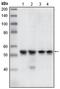 Serine/threonine-protein kinase Chk1 antibody, AM06099PU-N, Origene, Western Blot image 