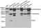Neuroglobin antibody, LS-C334745, Lifespan Biosciences, Western Blot image 