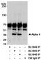 Immunoglobulin Binding Protein 1 antibody, A300-470A, Bethyl Labs, Immunoprecipitation image 