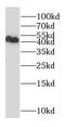 Protein Dom3Z antibody, FNab02507, FineTest, Western Blot image 