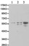 Glutathione Synthetase antibody, TA323719, Origene, Western Blot image 