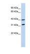 G Protein-Coupled Receptor 27 antibody, NBP1-62485, Novus Biologicals, Western Blot image 