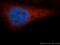 Eukaryotic translation initiation factor 2 subunit 1 antibody, 11170-1-AP, Proteintech Group, Immunofluorescence image 
