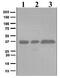 Fructose-1,6-bisphosphatase 1 antibody, ab109020, Abcam, Western Blot image 