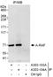 A-Raf Proto-Oncogene, Serine/Threonine Kinase antibody, A303-103A, Bethyl Labs, Immunoprecipitation image 