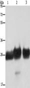 Four And A Half LIM Domains 1 antibody, TA349984, Origene, Western Blot image 