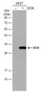 Deoxycytidine kinase antibody, GTX632062, GeneTex, Western Blot image 