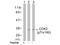 Cyclin Dependent Kinase 2 antibody, AP02421PU-N, Origene, Western Blot image 
