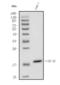 Putative insulin-like growth factor 2 antisense gene protein antibody, A12191, Boster Biological Technology, Western Blot image 