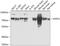 Heat Shock Protein Family A (Hsp70) Member 2 antibody, GTX33251, GeneTex, Western Blot image 